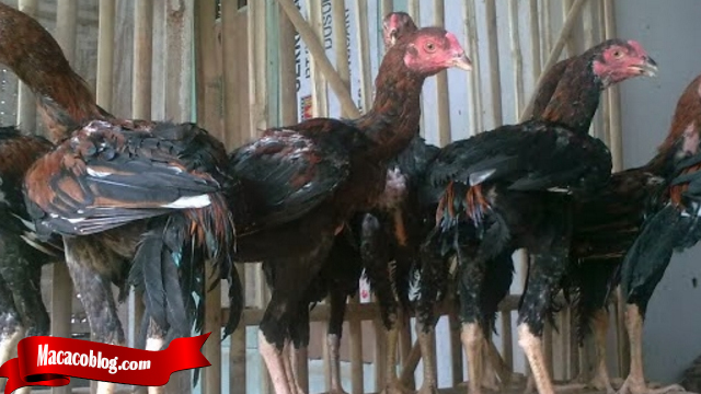 Trik Termudah Ternak Ayam Bangkok