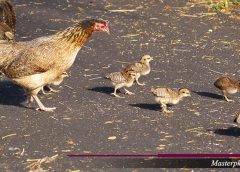 Cara Membesarkan Tubuh Ayam Aduan
